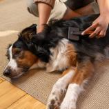 Fiskars четка с пластмасови зъбци Pet Care 2009140