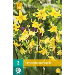 Кандик Erythronium Pagoda „C“