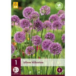Декоративен чесън ALLIUM MILLENIUM „C“