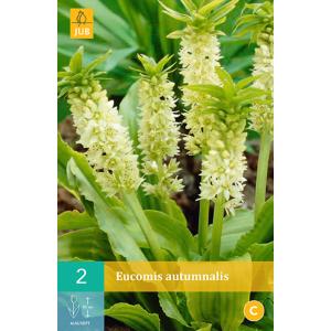 Хохолатице Eucomis AUTUMNALIS „C“
