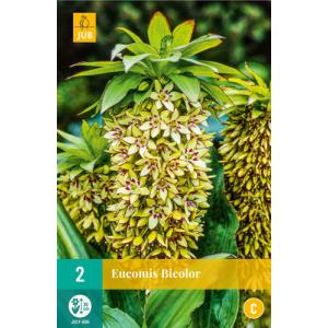 Хохолатице Eucomis BICOLOR „C“