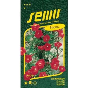 Semo Kvamoklit „Кардинал“ за засаждане 1 г