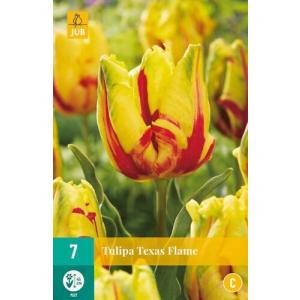 Тюлипан „Texas Flame“ „C“