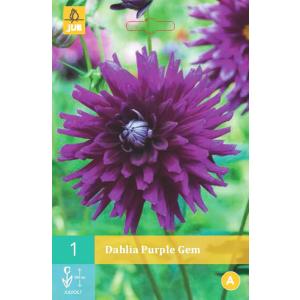 Джорджина PURPLE GEM „B“