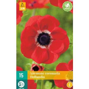 Ветричка Anemone Coronaria Hollandia „C“