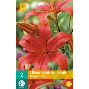 Лалия „Asiatic Red“ „C“