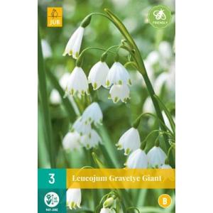 Бледула Leucojum Gravetye Giant „B“