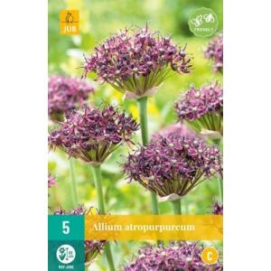 Чесън Allium Atropurpureum „C“