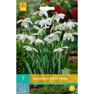 Зимна зюмбюл Galanthus Flore Pleno „C“