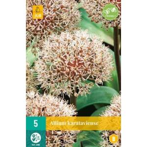Чесън Allium Karataviense „B“
