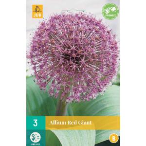 Чесън Allium Red Giant „B“ 308280