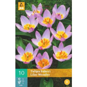 Тюлипан „Bakeri Lilac Wonder“ „B“