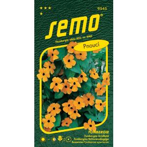 Semo „Чернооката“ Зузана Тунбергия, оранжева с изпъкнало око, 1 г