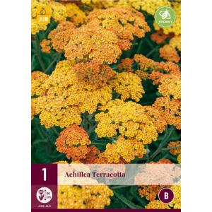 Обикновена бяла ракита ACHILLEA TERRACOTTA "B"