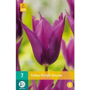 Лале Purple Dream „B“