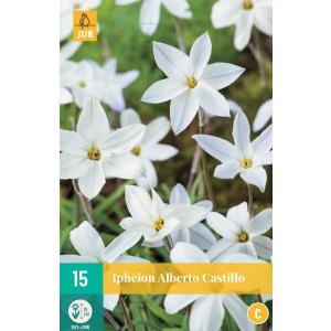 Ipheion Uniflorum Алберт Кастильо „C“