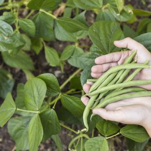 Фасул: Засаждане и отглеждане на любимия зеленчук