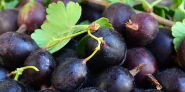 Опитайте да отгледате йоста! Вкусен плод, който малцина познават