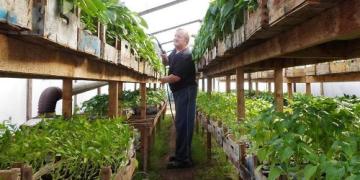 Отглеждане на домати и чушки: известен зеленчукопроизводител дава съвети как да се справите (+видео)