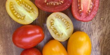 Тествахме различни сортове домати. Кои са най-вкусните?