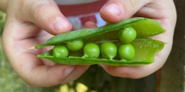 Градински грах: изпробвахме различни сортове грах. Разберете дали си струва