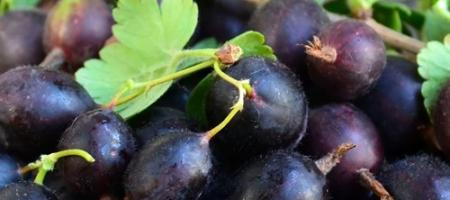 Опитайте да отгледате йоста! Вкусен плод, който малцина познават
