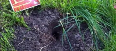 Хръстът напада корените на растенията. Спрете го, преди да е станало твърде късно