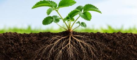 Trifender: биологична защита на растенията с помощта на гъбата Trichoderma asperellum