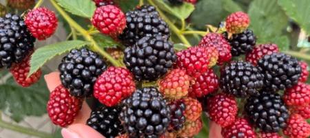 Как да отглеждаме боровинки, за да станат едри и сладки? Съвети от опитен градинар