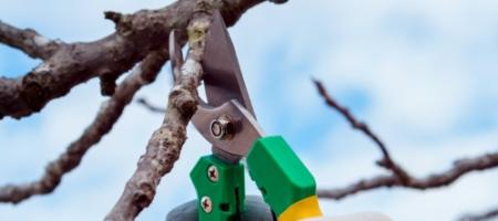 Зимно подрязване на овощни дървета: как да подрязваме ябълкови дървета и други дървесни видове