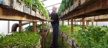 Отглеждане на домати и чушки: известен зеленчукопроизводител дава съвети как да се справите (+видео)